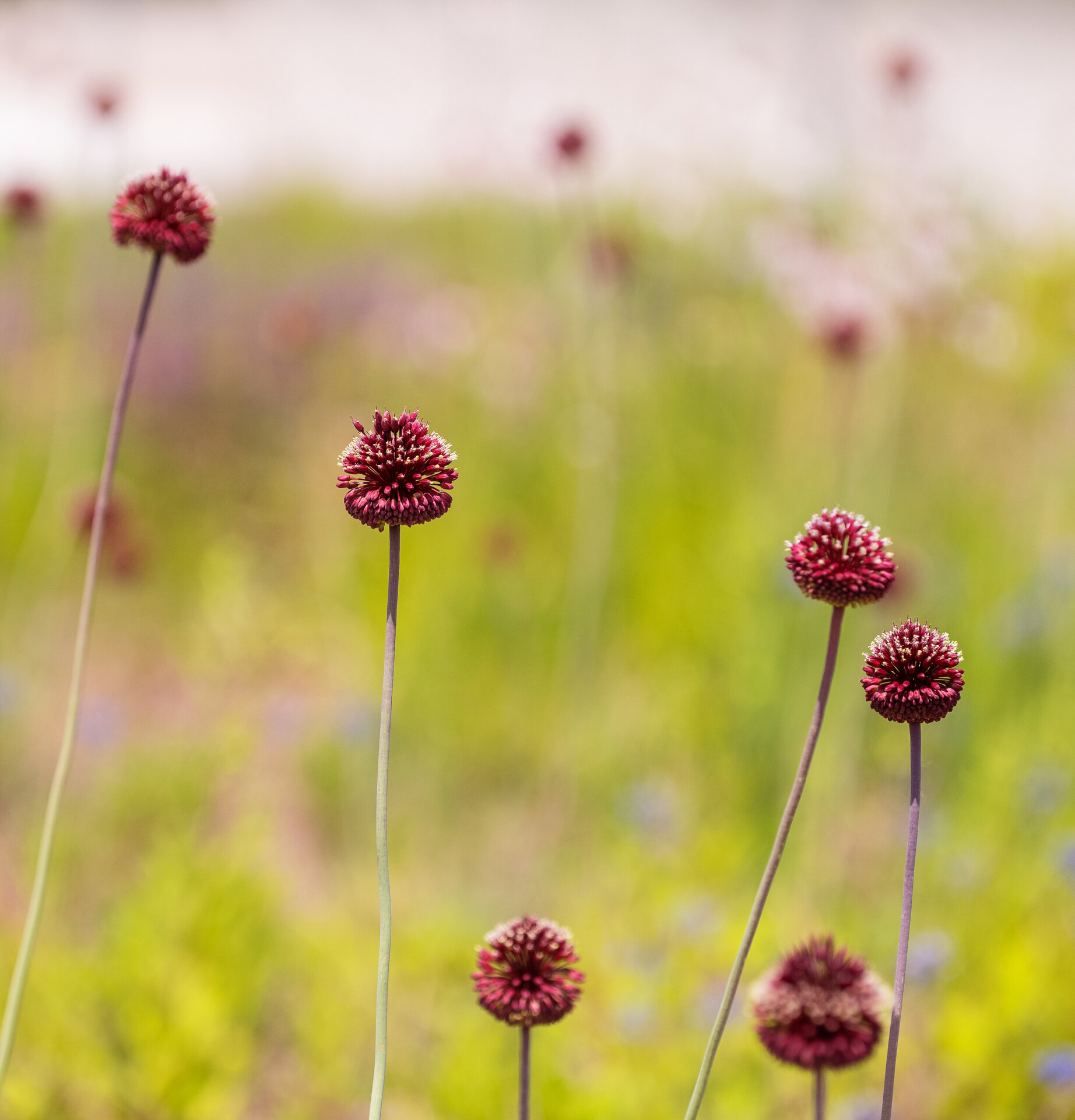 Allium amethystinum 'Red Mohican'